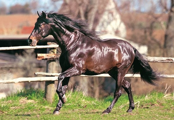 obrazok133893.jpg