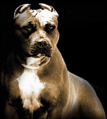 pittbull