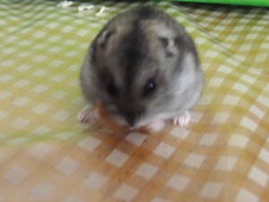 Snímek5 010.jpg