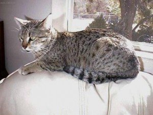 egyptska-mau_2.jpg