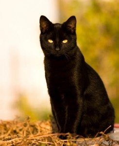 black majitelka misa