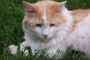 micinka