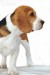 060301-bigl-pes-velkeho-formatu-01.jpg