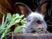 wHt_26090_s.jpg